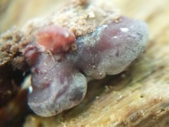 Geoscypha violacea