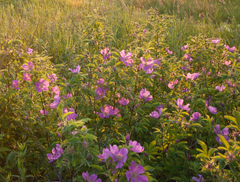 Rosa majalis