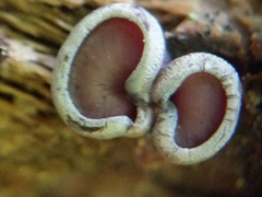Geoscypha violacea