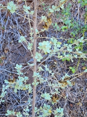 Malacothamnus fasciculatus