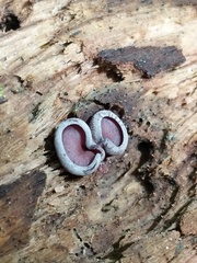 Geoscypha violacea
