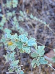 Malacothamnus fasciculatus