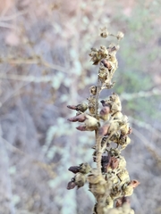 Malacothamnus fasciculatus