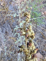 Malacothamnus fasciculatus