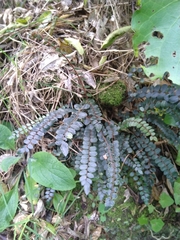 Pellaea rotundifolia