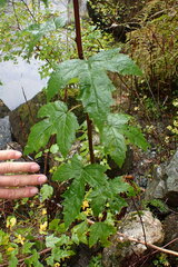 Physocarpus capitatus