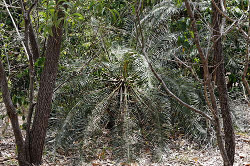 Zamia palm (Cycas media)