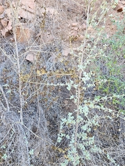 Malacothamnus fasciculatus