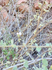 Malacothamnus fasciculatus