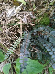 Pellaea rotundifolia