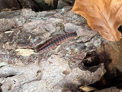 Pseudopolydesmus canadensis