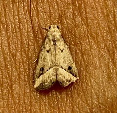 Schrankia macula