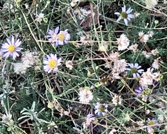 Erigeron foliosus