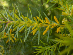 Persoonia juniperina