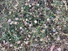 Erigeron foliosus