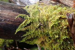 Stereodon subimponens