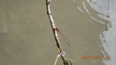 Pseudagrion pilidorsum