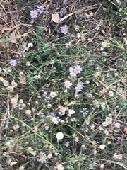 Erigeron foliosus