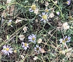 Erigeron foliosus