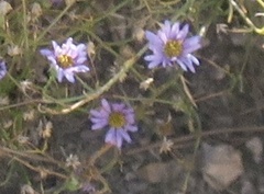 Erigeron foliosus