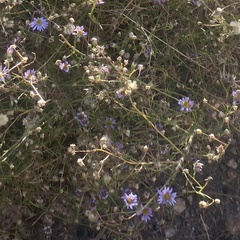 Erigeron foliosus