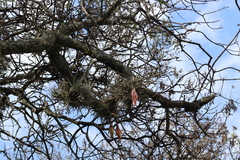 Tillandsia erubescens