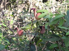 Aristolochia trilobata