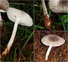 Amanita virginiana