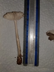 Amanita virginiana
