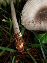 Amanita virginiana