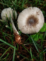 Amanita virginiana