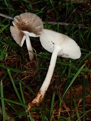 Amanita virginiana