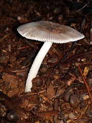 Amanita virginiana