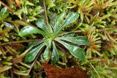 Montia parvifolia