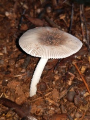 Amanita virginiana