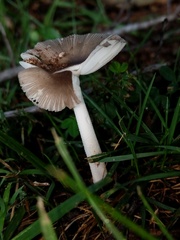 Amanita virginiana