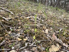 Cicendia quadrangularis