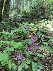 Calypso bulbosa occidentalis