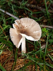 Amanita virginiana