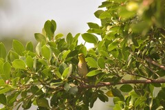 Zosterops simplex simplex