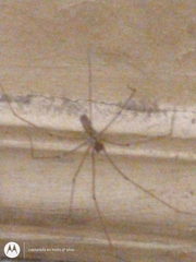 Pholcus phalangioides