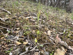 Cicendia quadrangularis