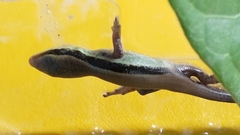 Eutropis longicaudata