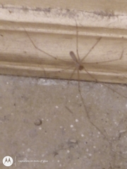 Pholcus phalangioides