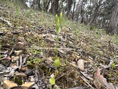 Cicendia quadrangularis