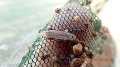 Opsariichthys pachycephalus