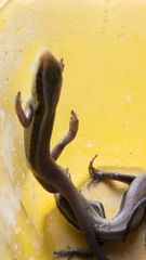 Eutropis longicaudata