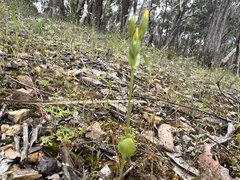 Cicendia quadrangularis