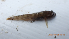 Rhinogobius candidianus