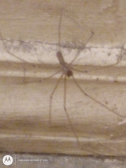 Pholcus phalangioides